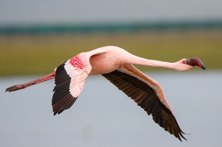 Flamingo in West Coast National Park
